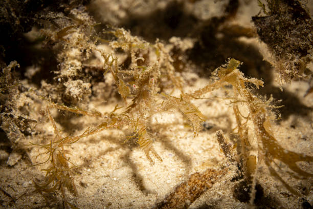 istock Decorated crab, Mabul Island, Malaysia 2186960209