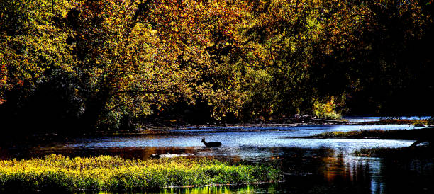 White-tailed buck crossing the Stillwater River.