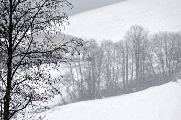 foggy winterlandscape with trees and leaves
