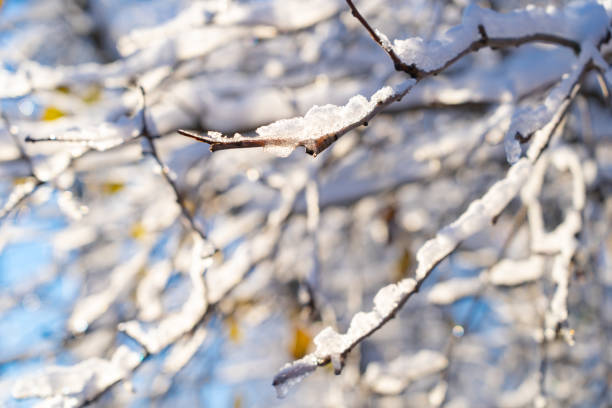winter forest after a snowfall, sunny day, trees in the snow