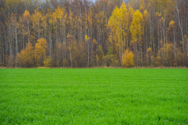 Vivid autumn trees create a colorful canopy of yellows, oranges, and reds in a serene rural landscape. A dirt pathway leads through this natural scene, bordered by a rustic wooden fence, evoking tranquility and connection with nature during the fall season. Perfect representation of seasonal change and countryside charm.