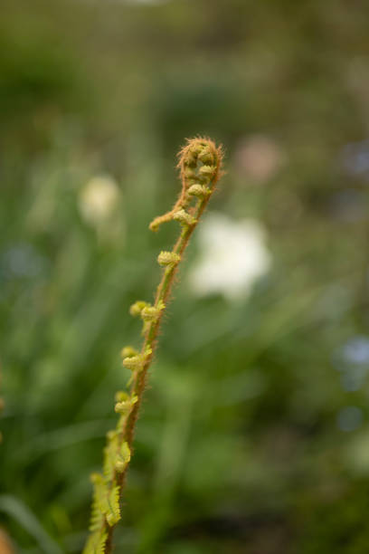 Side view of a Boston Fern (Nephrolepis exaltation) in springtime