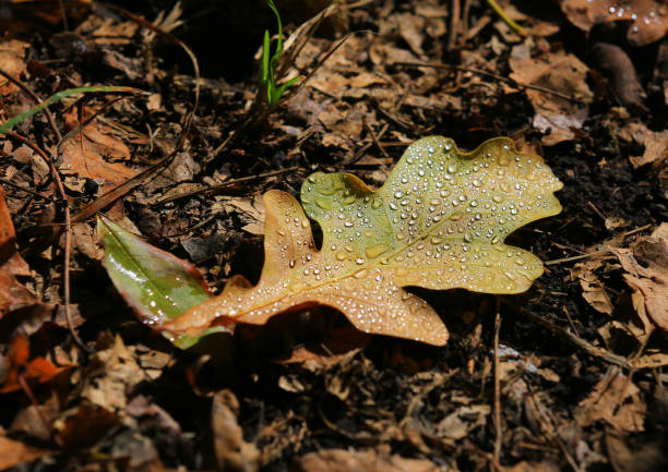 fallen autumn leaf of an oak tree with droplets of morning dew on ground