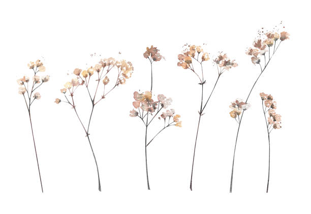 istock Dried gypsophila flowers. Watercolor illustration isolated on white 2186974355