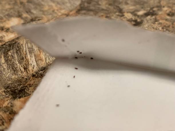 istock Close-Up of Tiny Insects 2186974927