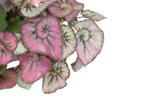 istock Bush of Begonia  with colorful leaf 2186976784