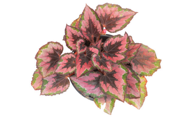 istock Bush of Begonia  with colorful leaf 2186976801