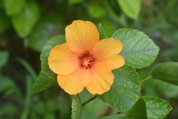 istock Yellow Hibiscus flower in a garden. 2186978417