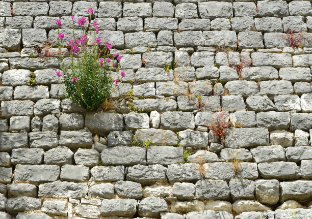 Background of stone wall with flower, Sveti Lovrec, Croatia