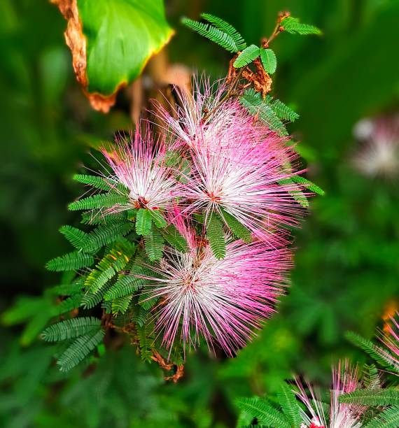 Albizia