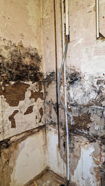 istock Damp rotten old wall in a house 2186981072