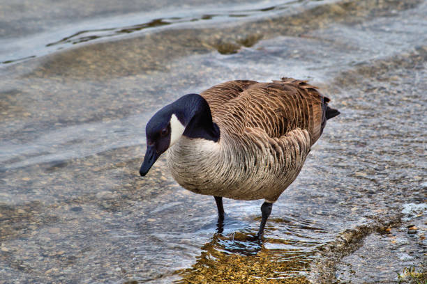 Canada Goose foraging in shallow water.