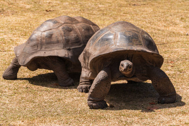 istock Two Aldabra Giant Tortoise At The Tortoise Sanctuary 2186982318