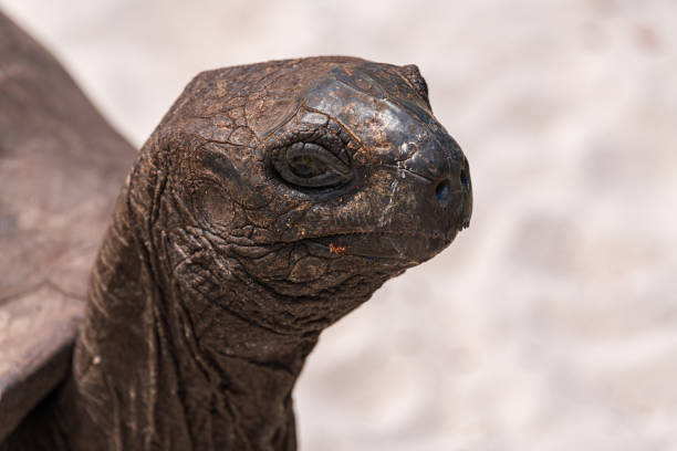 Close up of a turtle