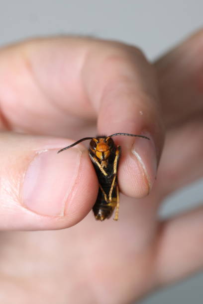 istock Asian hornet, Vespa Velutina 2186983776
