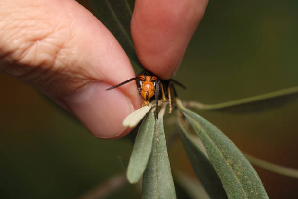 Isolated on a dark background, the European Hornet is often mistaken for the Asian Giant Hornet, or \