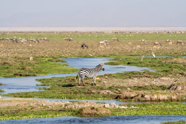 istock Zebra at a watering hole in Amboseli National Park Kenya 2186984550