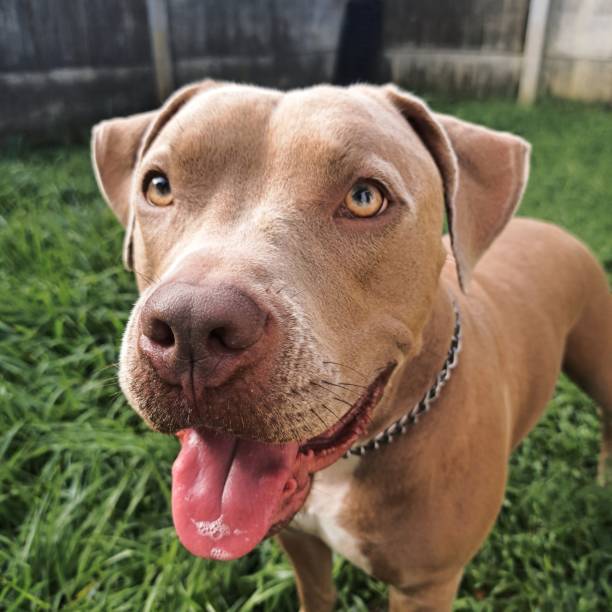 istock Happy Dog Playing in the Grass 2186985604