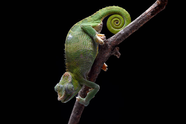 istock Female fischer chameleon on a black background 2186985922