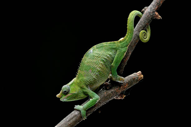 istock Female fischer chameleon on a black background 2186985951