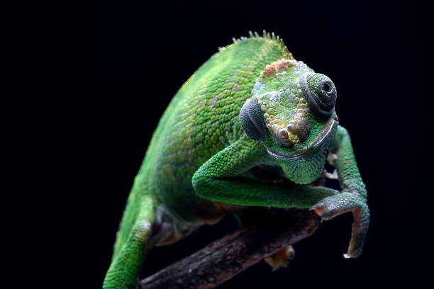 istock Female fischer chameleon on a black background 2186985966