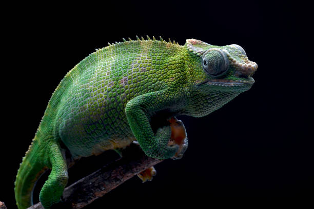 istock Female fischer chameleon on a black background 2186985986