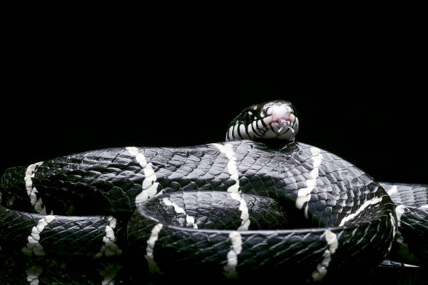 istock The mangrove snake on a black background 2186986231