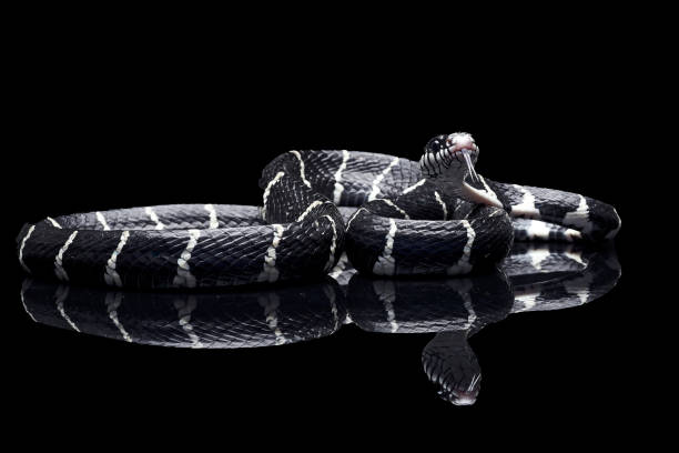 istock The mangrove snake on a black background 2186986237