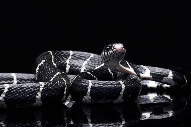istock The mangrove snake on a black background 2186986240