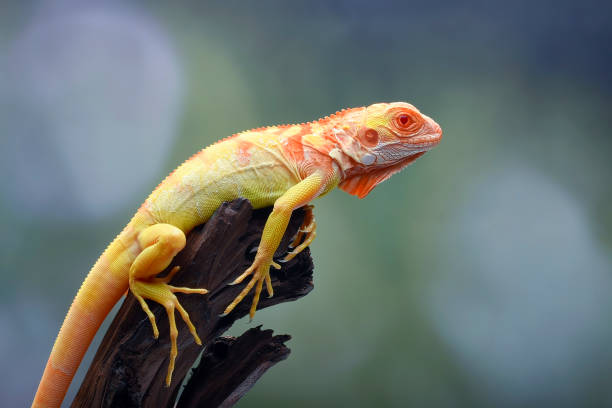 istock Albino iguana ( iguana iguana ) on a tree branch 2186986325