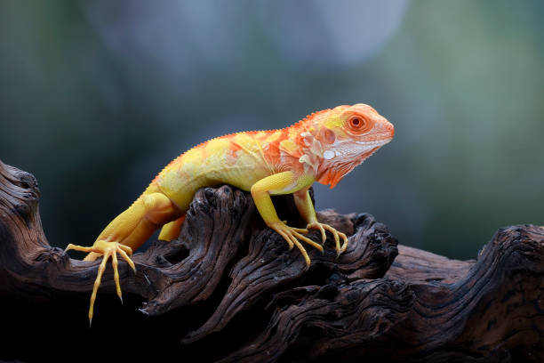 istock Albino iguana ( iguana iguana ) on a tree branch 2186986353