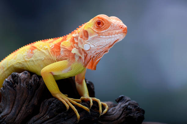 istock Albino iguana ( iguana iguana ) on a tree branch 2186986359