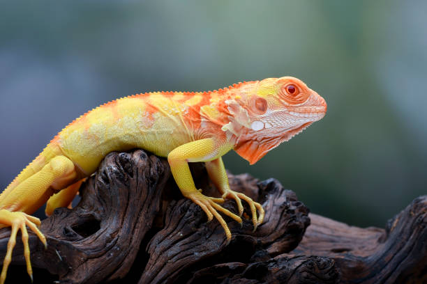istock Albino iguana ( iguana iguana ) on a tree branch 2186986360