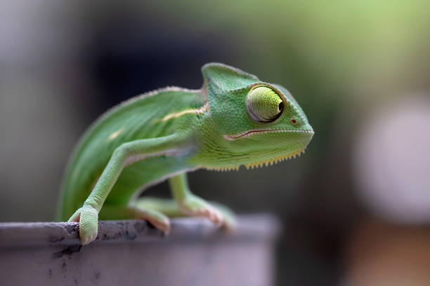 istock Female fischer chameleon hanging on a tree branch 2186986408