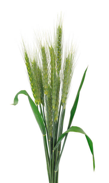istock Green spikelet of wheat. 2186986635
