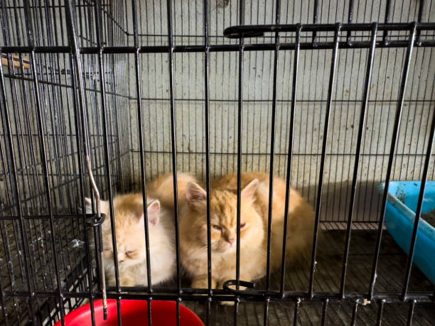 istock Two adorable kittens resting in cage in a pet shop 2186990498