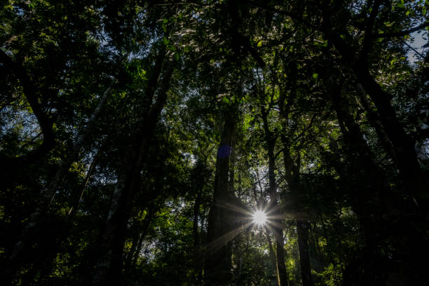 istock Sunlight Penetrating Through a Gap in a Tree Canopy - Stock Photo 2186991005
