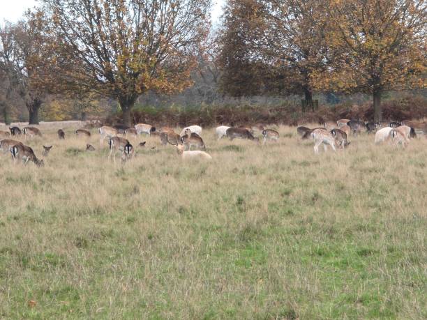 istock big heard of deers 2186991122