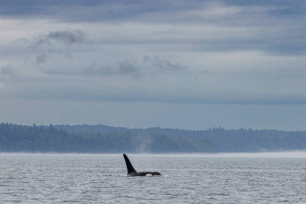 istock Vancouver Island 2024 2186992672