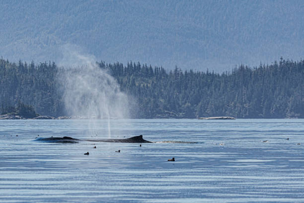 istock Vancouver Island 2024 2186992738