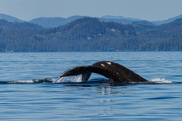 istock Vancouver Island 2024 2186992763