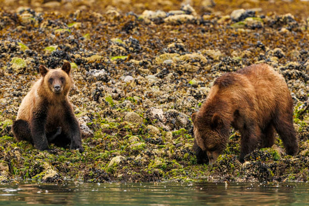istock Vancouver Island 2024 2186992790