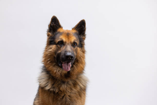 istock Beautiful German shepherd dog, facing and looking at camera 2186993811