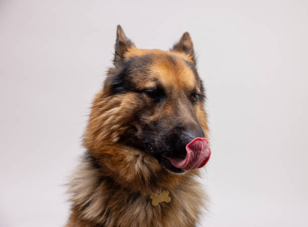 Beautiful German shepherd dog portraits