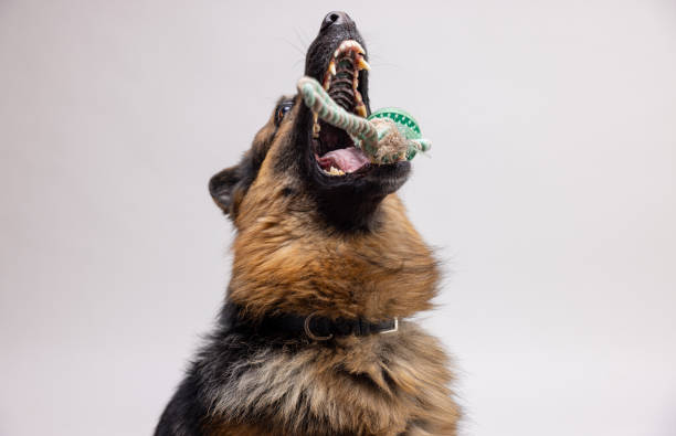Beautiful German shepherd dog portraits