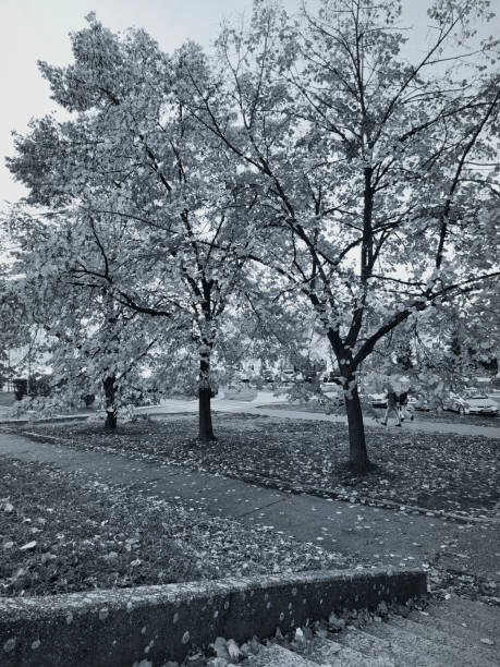istock 3 trees in front of apartment building 2186994040