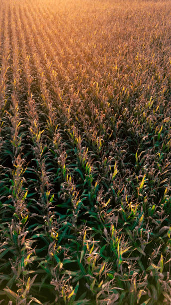 istock Aerial viex of cornfield at sunset 2186994572