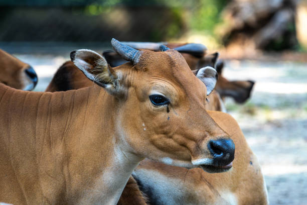 istock Banteng, Bos javanicus or Red Bull is a type of wild cattle. 2186996793