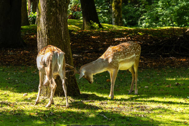 istock The fallow deer, Dama mesopotamica is a ruminant mammal 2186996917