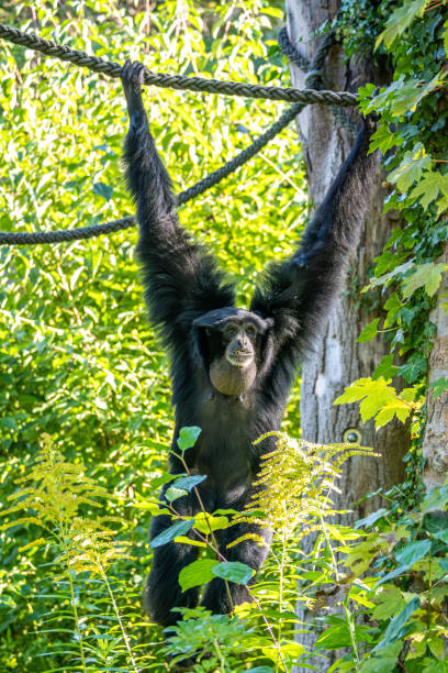 istock The black-headed spider monkey, Ateles fusciceps is a species of spider monkey 2186996918
